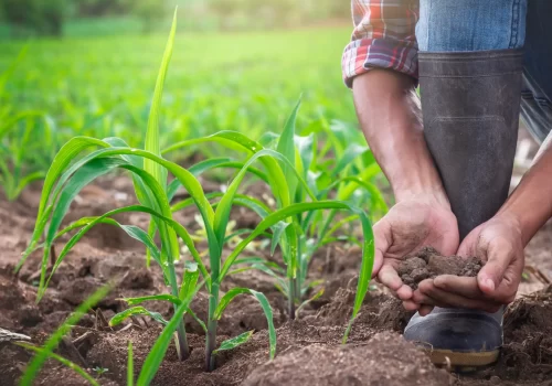 Fertilidade do Solo e Nutrição de Plantas.opti