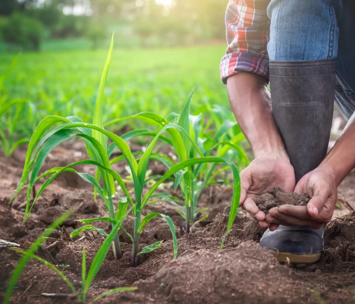 Fertilidade do Solo e Nutrição de Plantas.opti