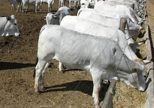 Nutrição e Alimentação de Ruminantes.opti