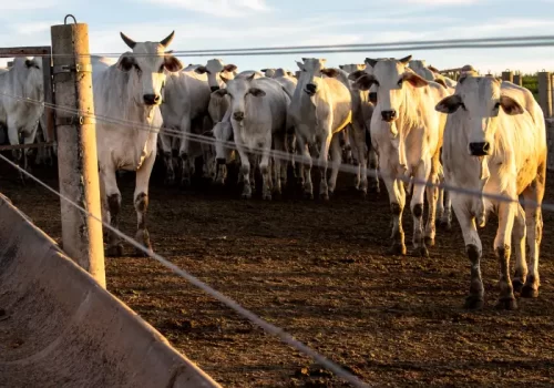 Pós em Confinamento de Bovinos mobile.opti