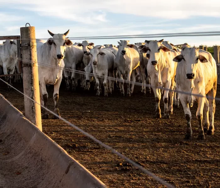 Pós em Confinamento de Bovinos mobile.opti