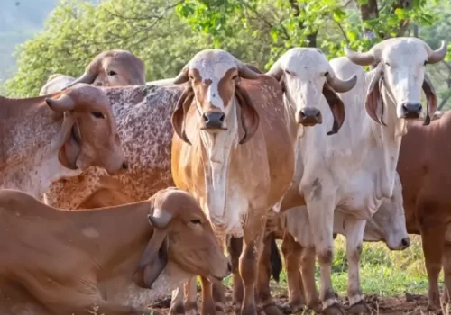 Pós em MBL mobile.opti