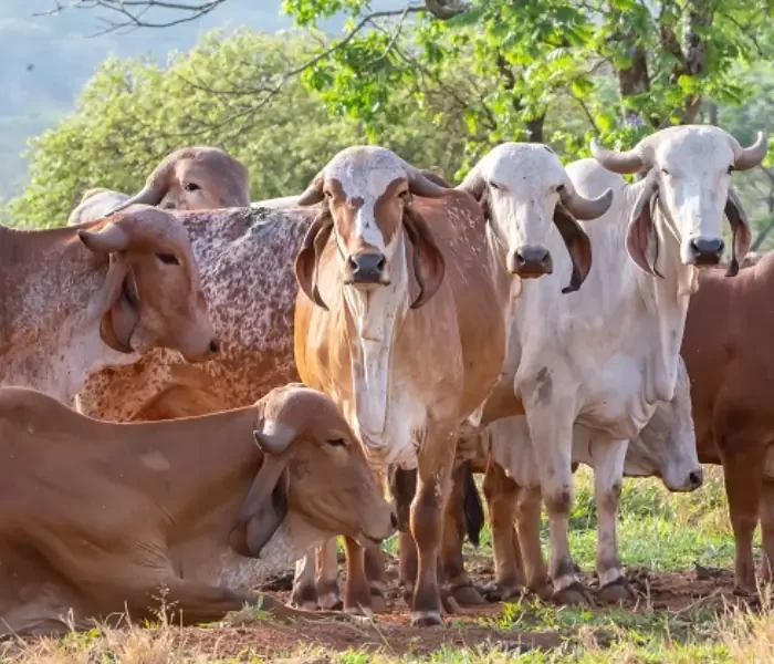 Pós em MBL mobile.opti