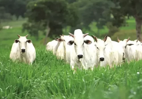 Pós em Manejo da Pastagem mobile.opti