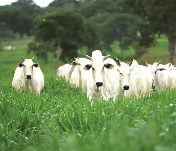 Pós em Manejo da Pastagem mobile.opti