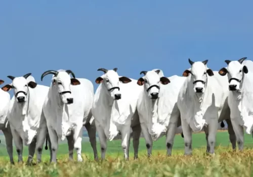 Pós em Melhoramento Genético mobile.opti