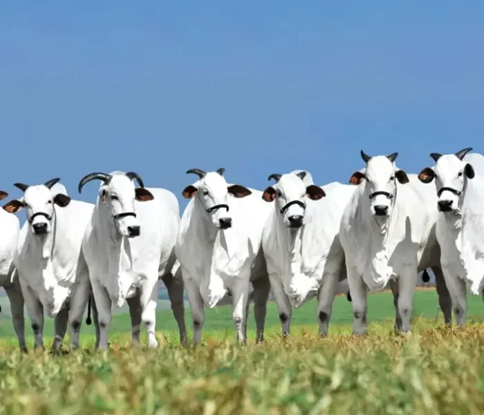 Pós em Melhoramento Genético mobile.opti