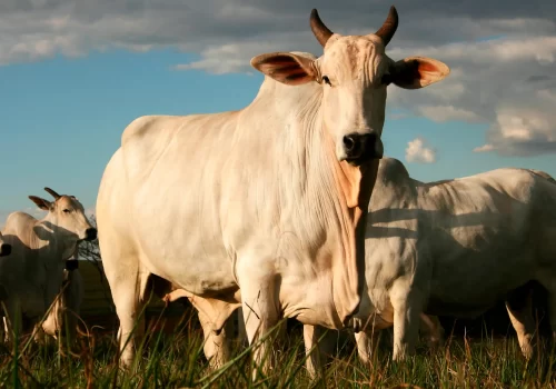 Sanidade Animal em Bovinos.opti