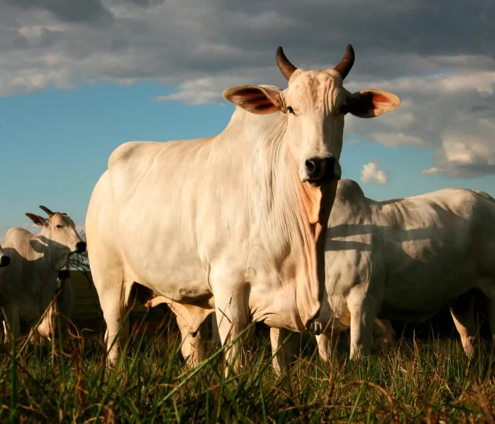 Sanidade Animal em Bovinos.opti